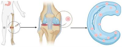 Stem Cells as a Novel Biomedicine for the Repair of Articular Meniscus: Pharmacology and Applications